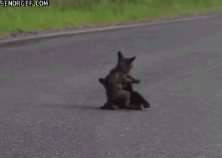 gifs_16.gif
