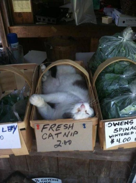 acid_picdump_37.jpg