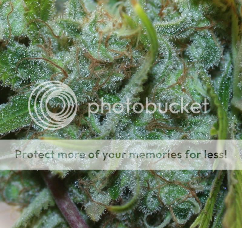 trichs.jpg
