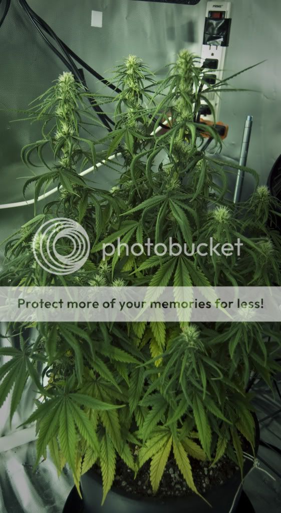 plant.jpg
