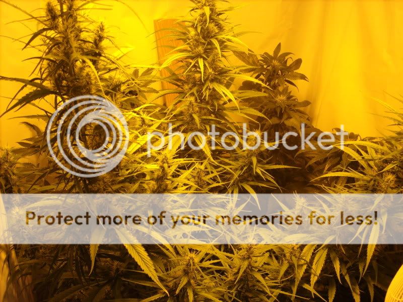 plants16012.jpg