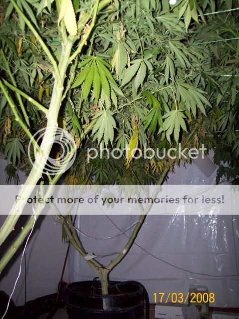 Plants102.jpg
