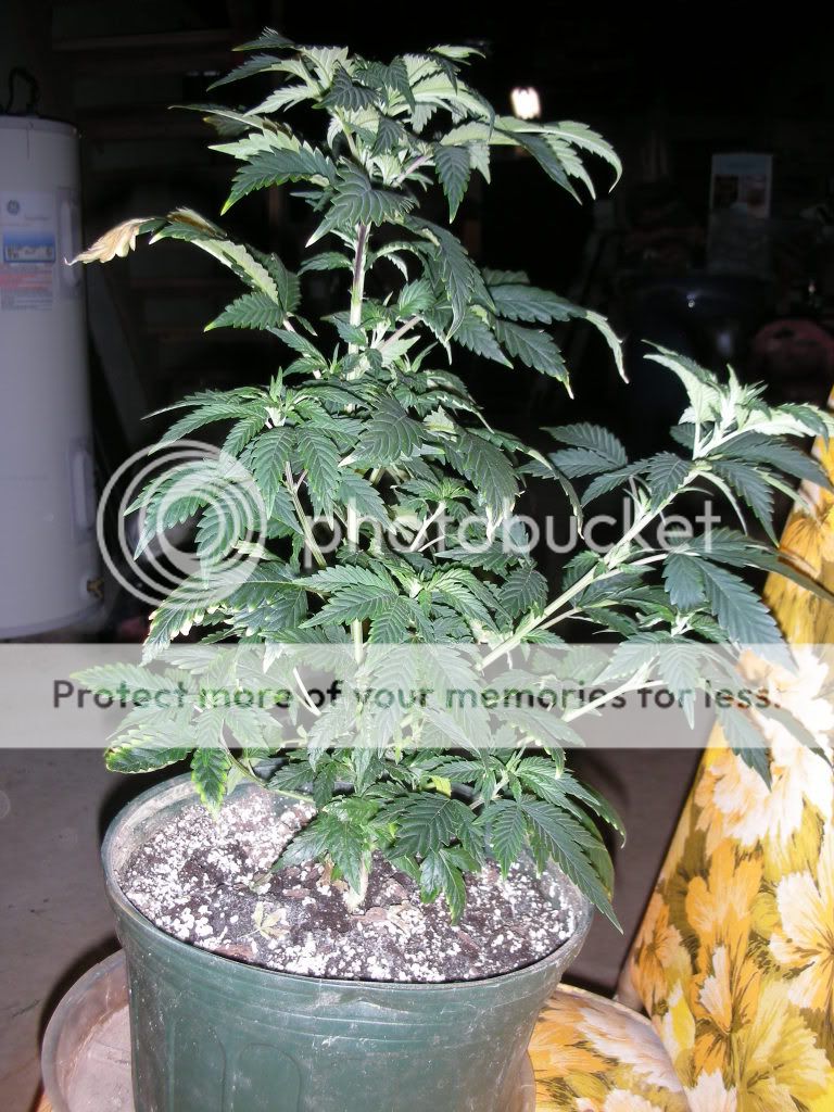 DSCN2122.jpg