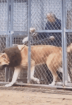 gifs_18.gif