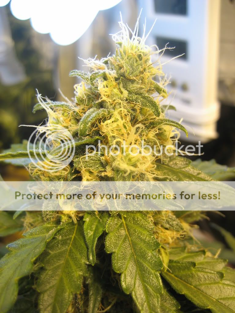 week7f.jpg