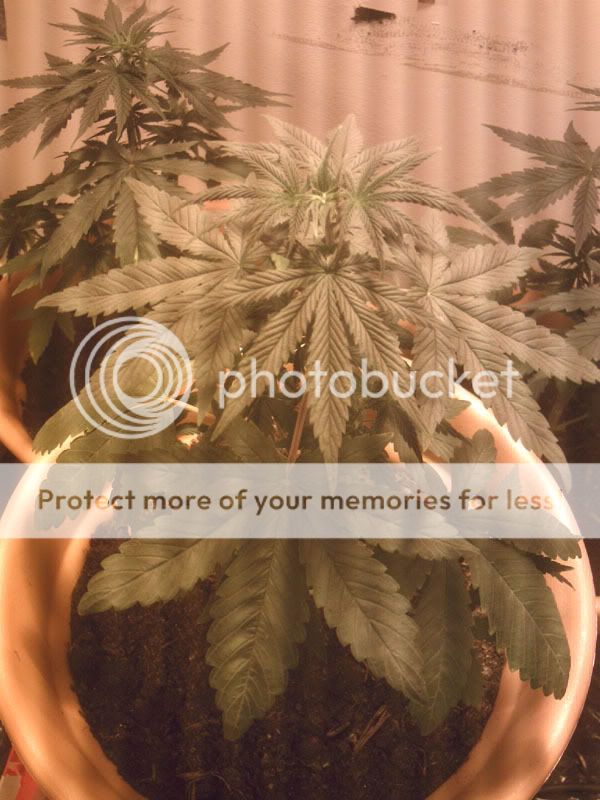 26jun071edit.jpg