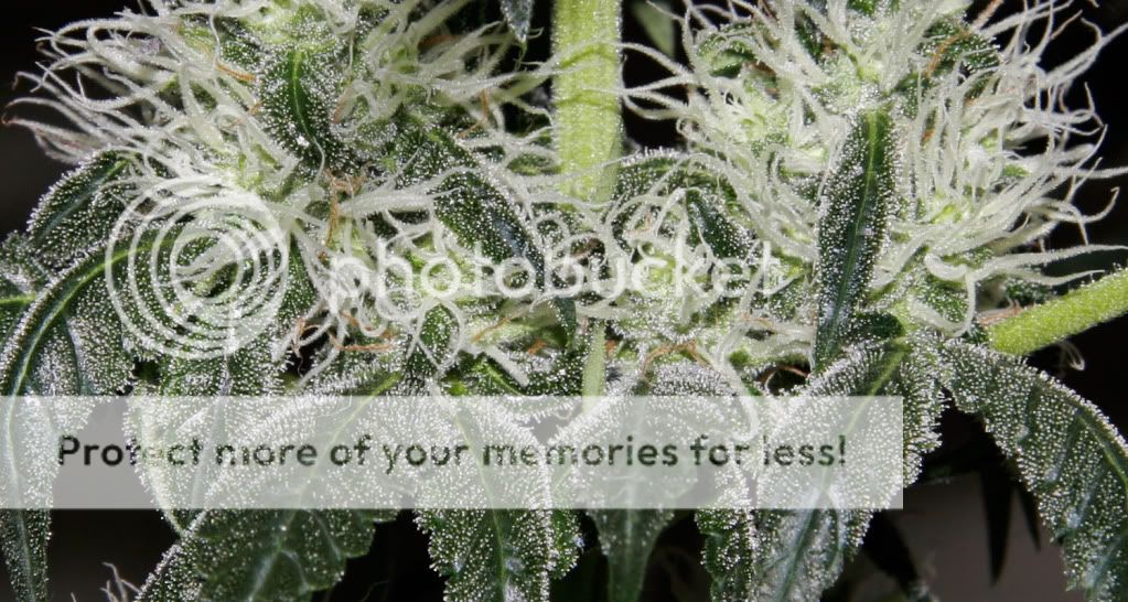 NLTrichs.jpg