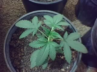 01-31-08_1231.jpg