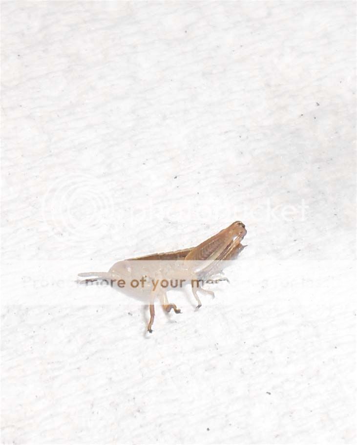 culprit.jpg
