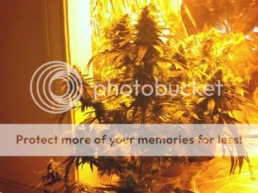 bkplant.jpg
