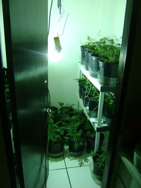 Veg1207.jpg