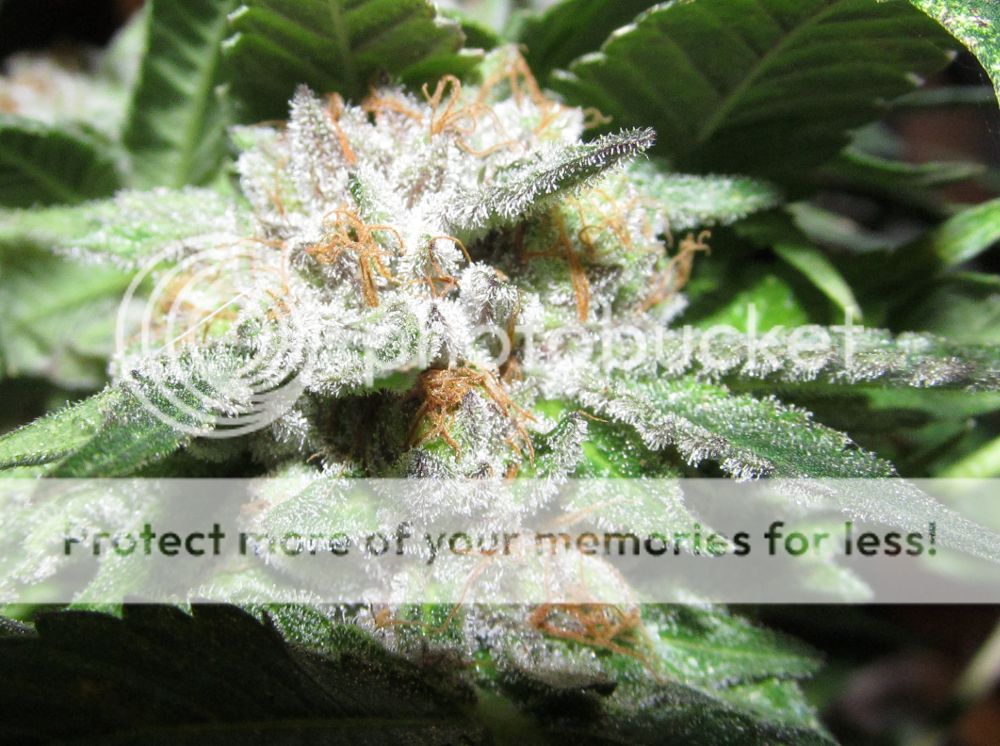 confidential2_zps01d21c87.jpg