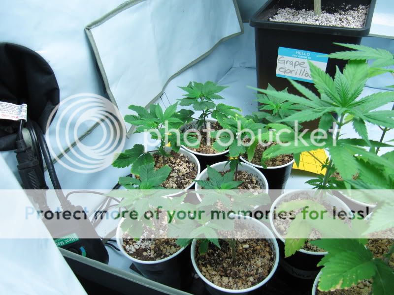 MEdicalHighTimes022.jpg