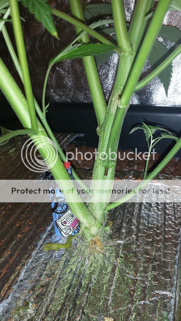 20150429_082859_zpswrxlfqyr.jpg