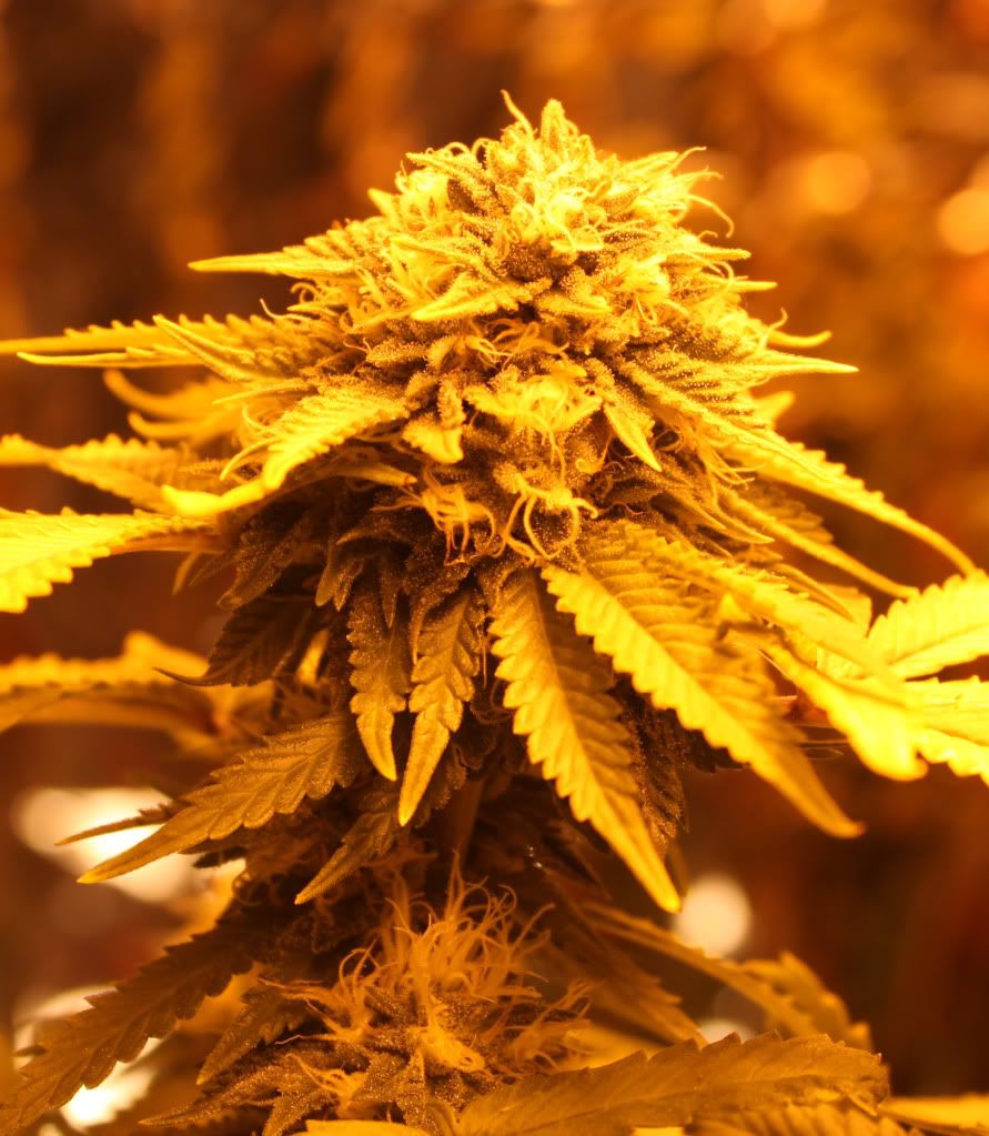 Plant1BudShot51911.jpg