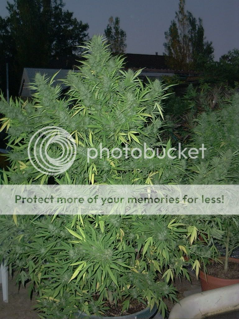 davespics072.jpg