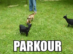 goat-parkour.gif