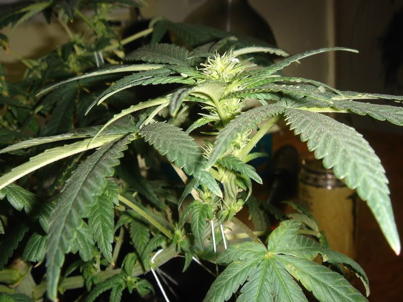 10-4-08009.jpg