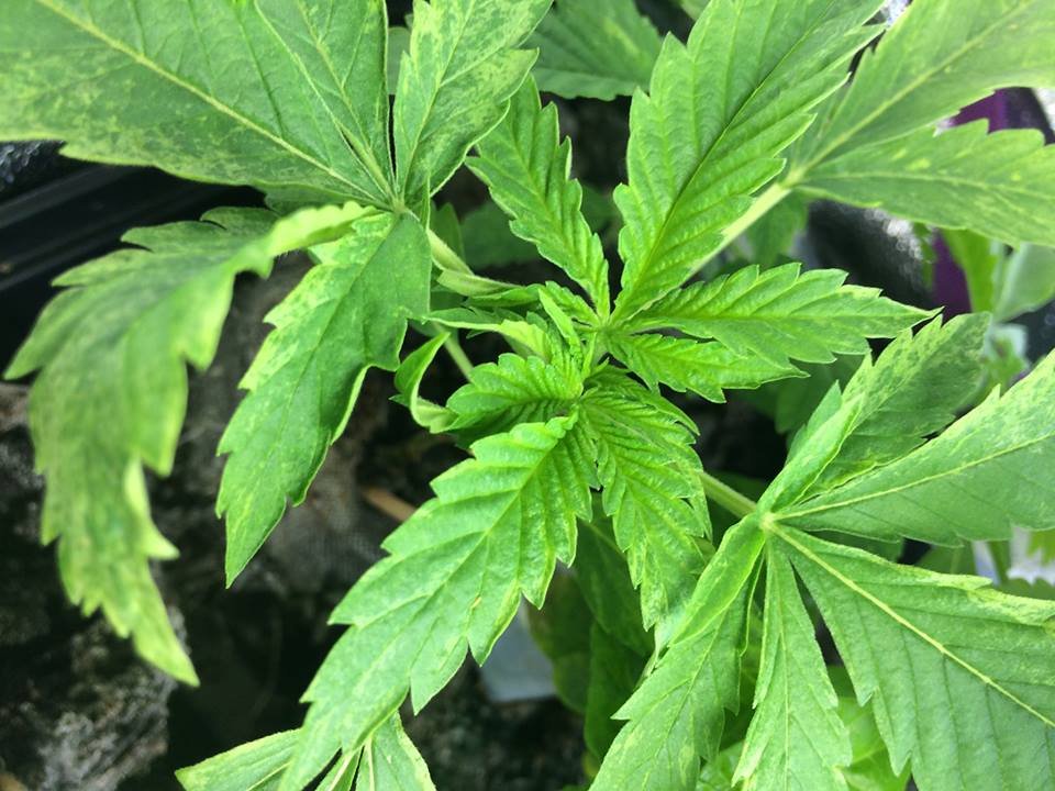 Plant_African_Buzz.jpg