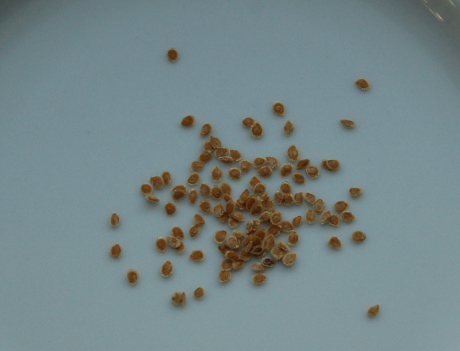 dry_seeds.jpg
