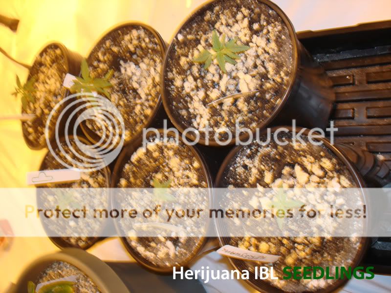herseeds.jpg