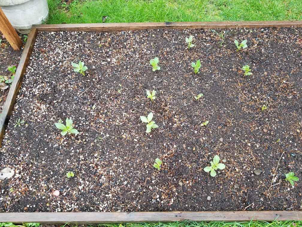 fava2.jpg