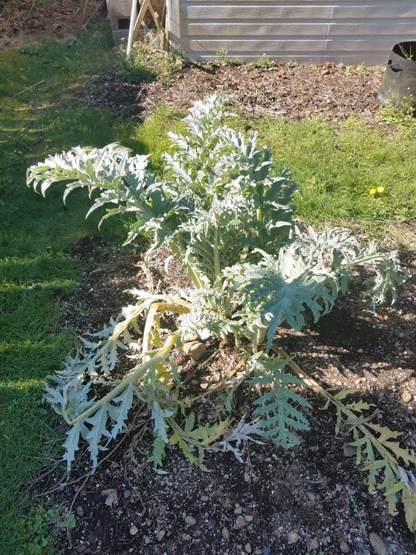 artichoke13122021.jpg
