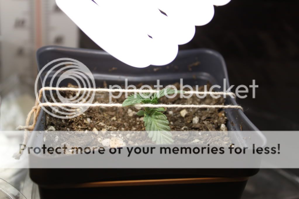 Seed1Day52.jpg