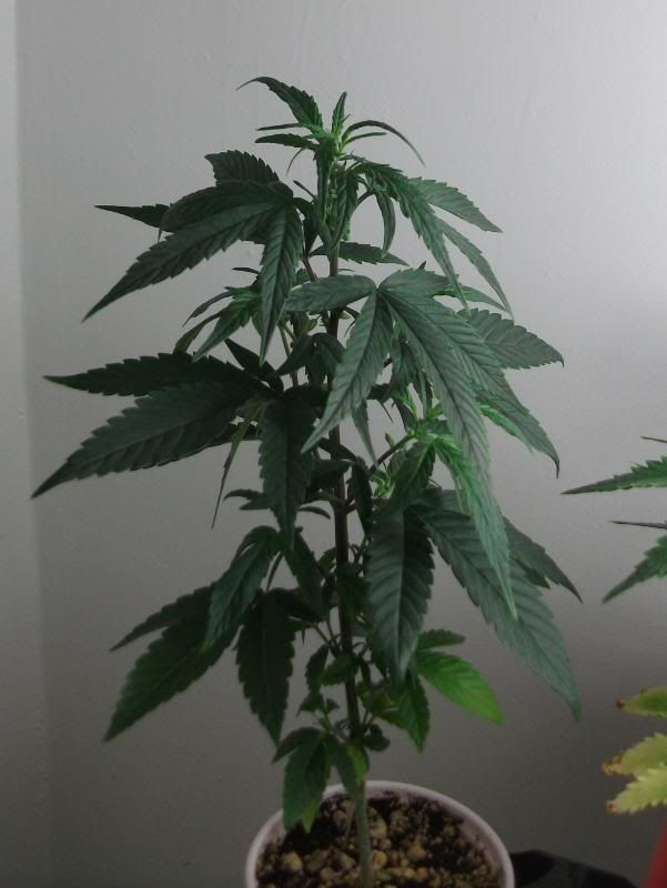 DSCF4152.jpg