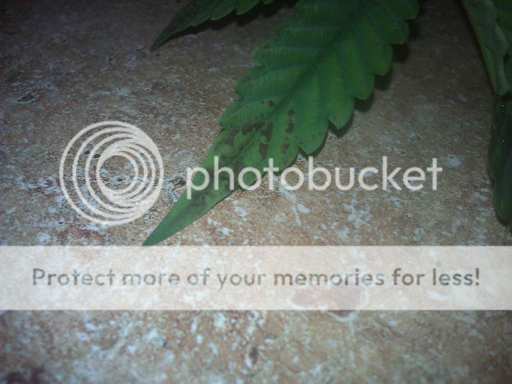 WP_000677_zps8b6600b9.jpg