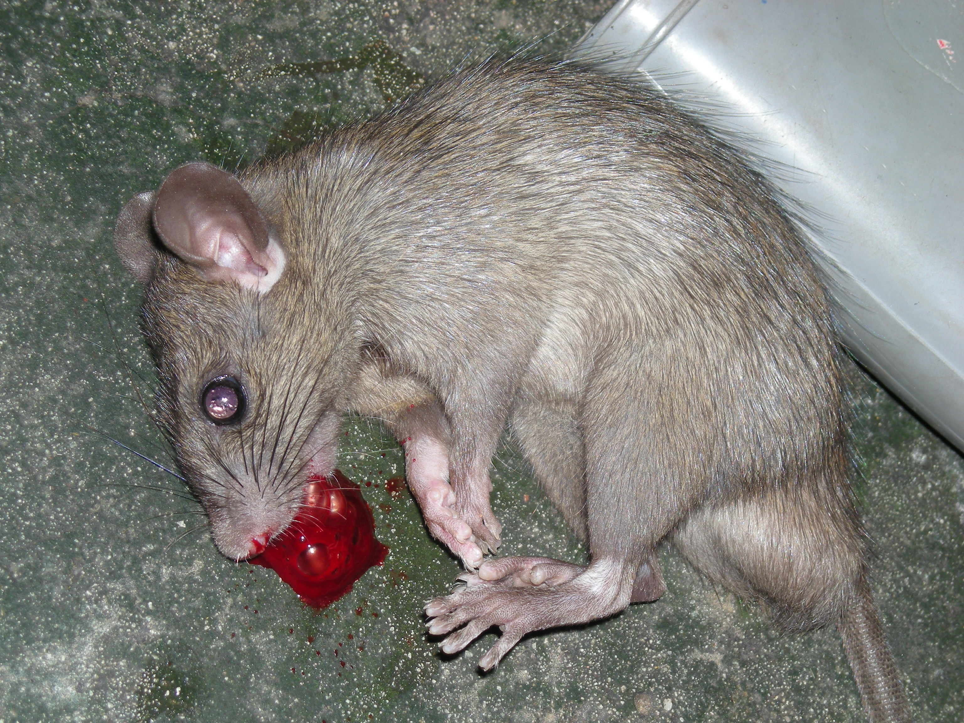 Dead_rat_blood.JPG