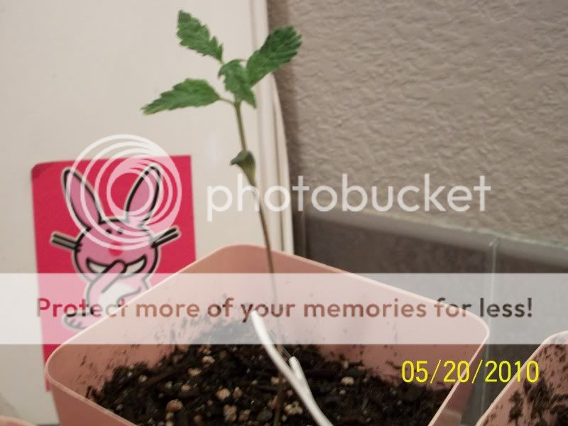 100e0875.jpg