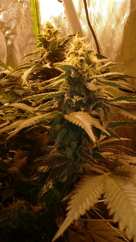 27007459757_0f3d8fed76.jpg