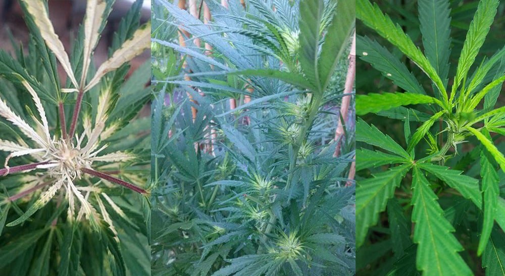 drcannabis.io