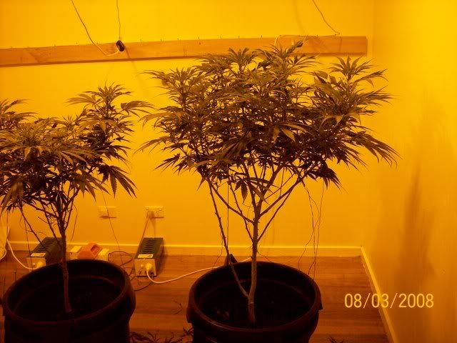 Plants094.jpg