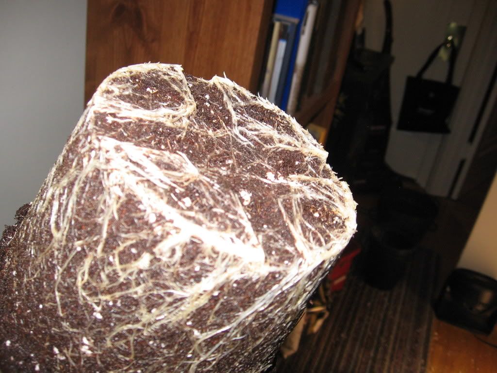 cindy99066.jpg