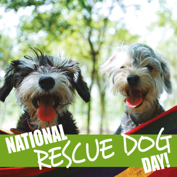 rescue-dog-special-event.jpg