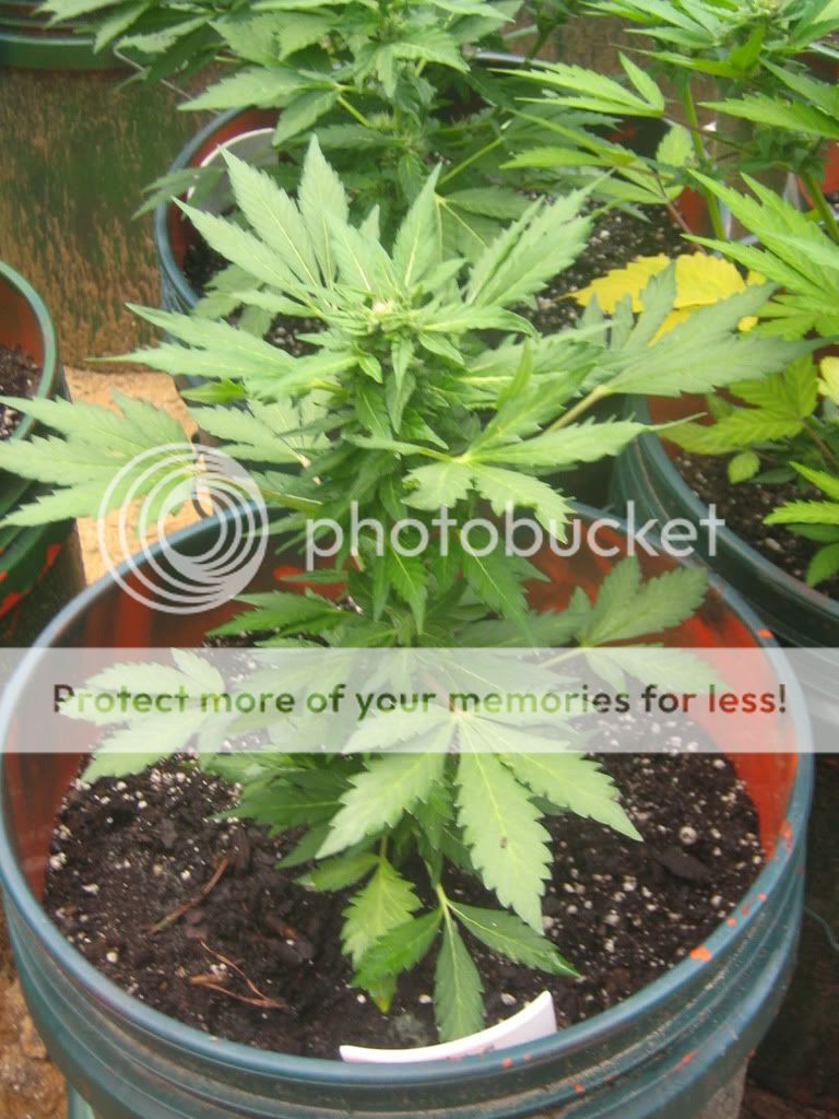 AutoBlueberry11-1.jpg