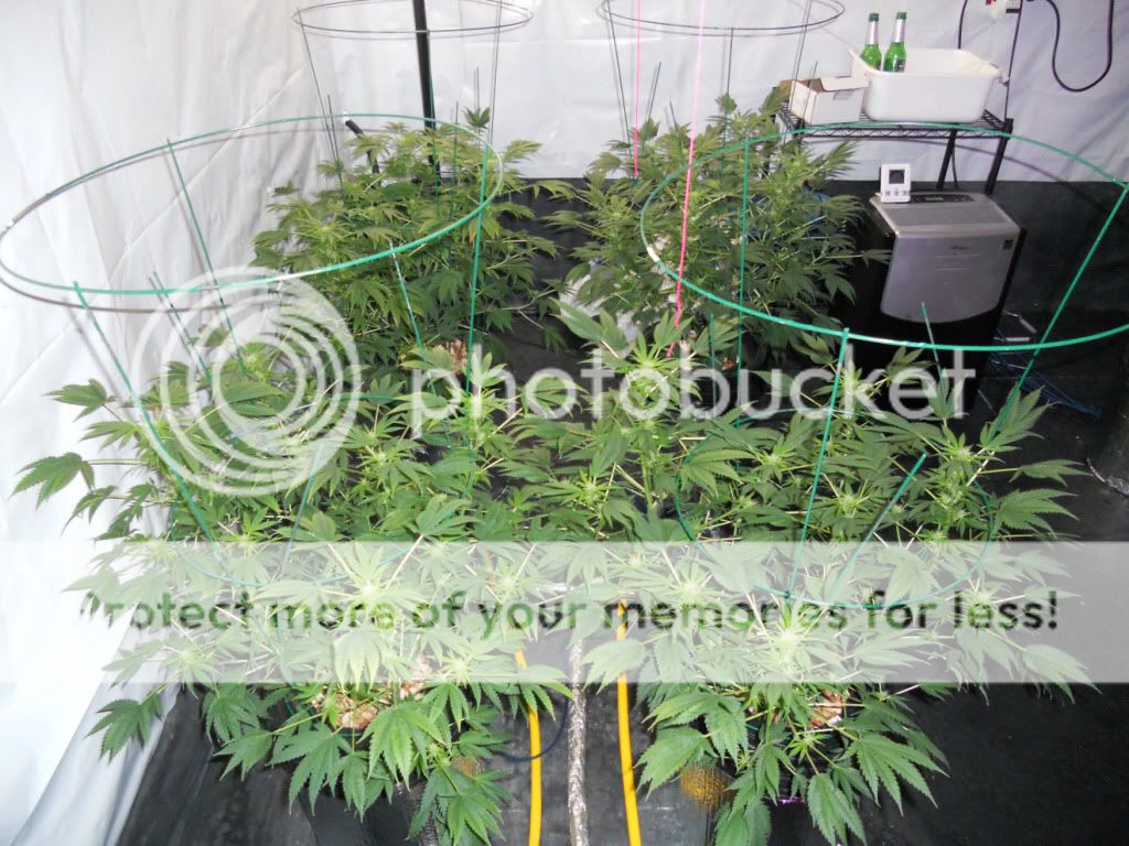ES_Day24f.jpg