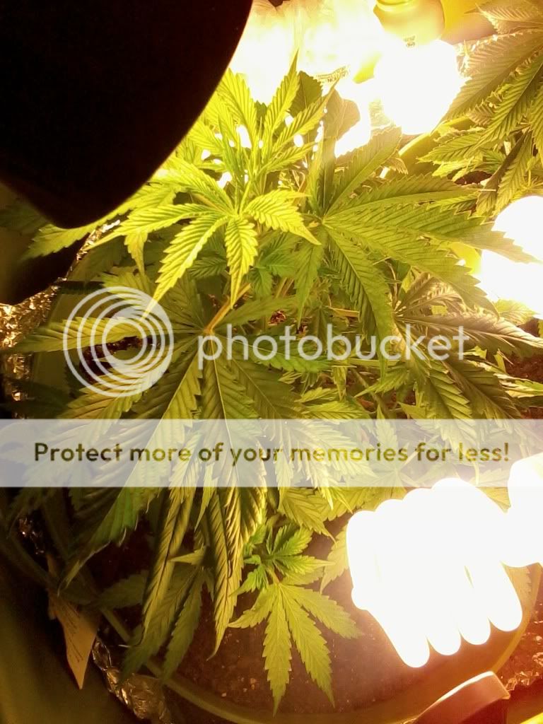 MotzWeek3Flower2.jpg