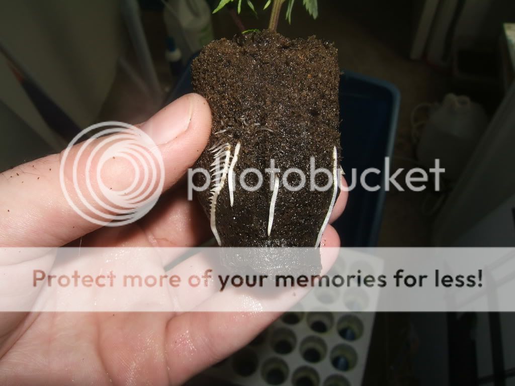 DSCF1735.jpg