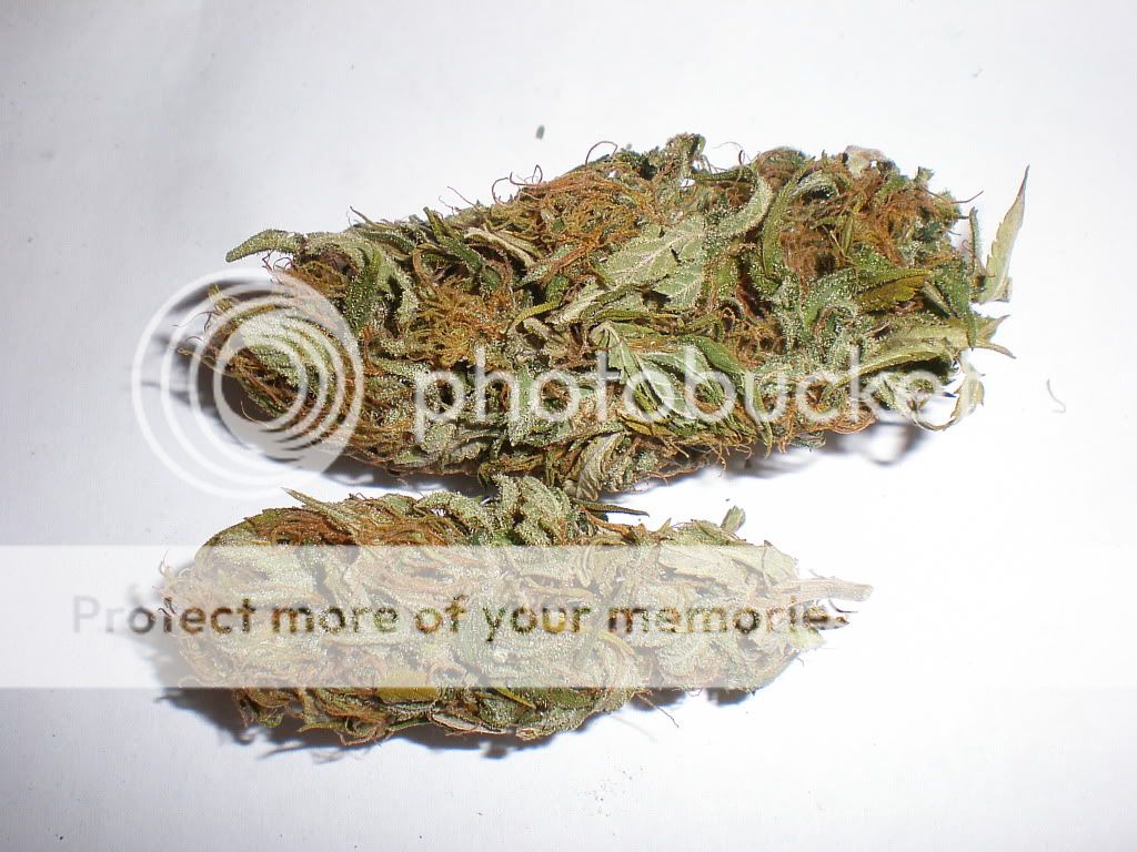 mangohaze52609.jpg