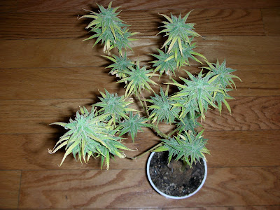 DSCN3181.JPG