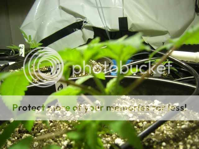 DSCN1059.jpg