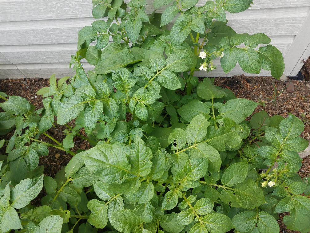 5262021potatoesa.jpg