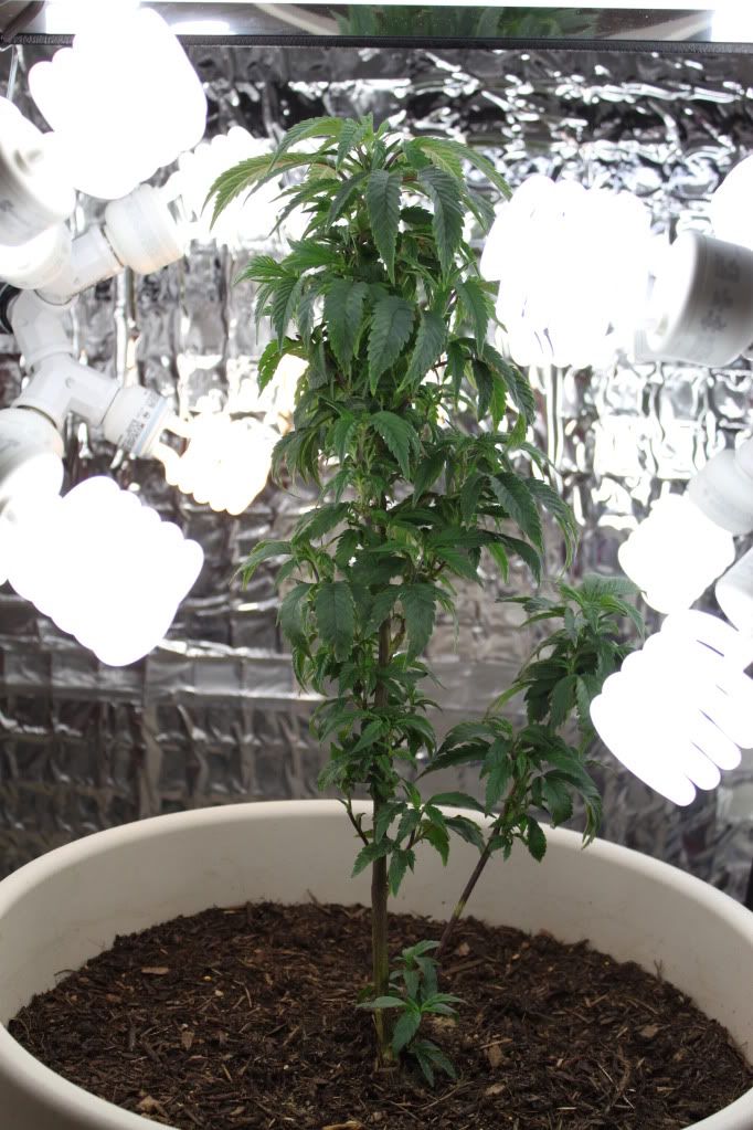 Plant3411.jpg