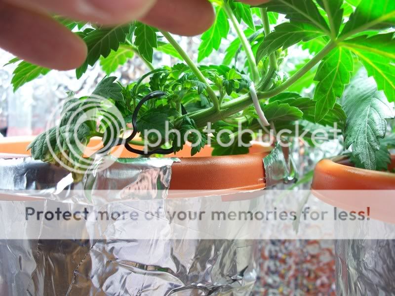 19929ecd.jpg
