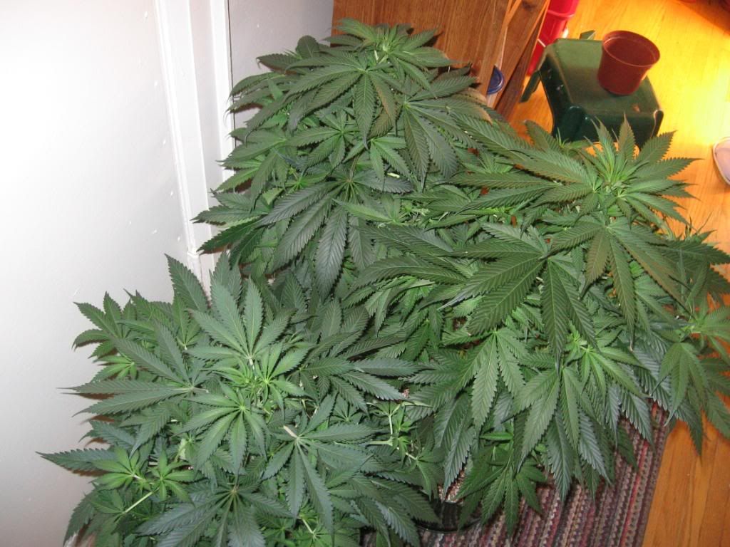 growop019.jpg