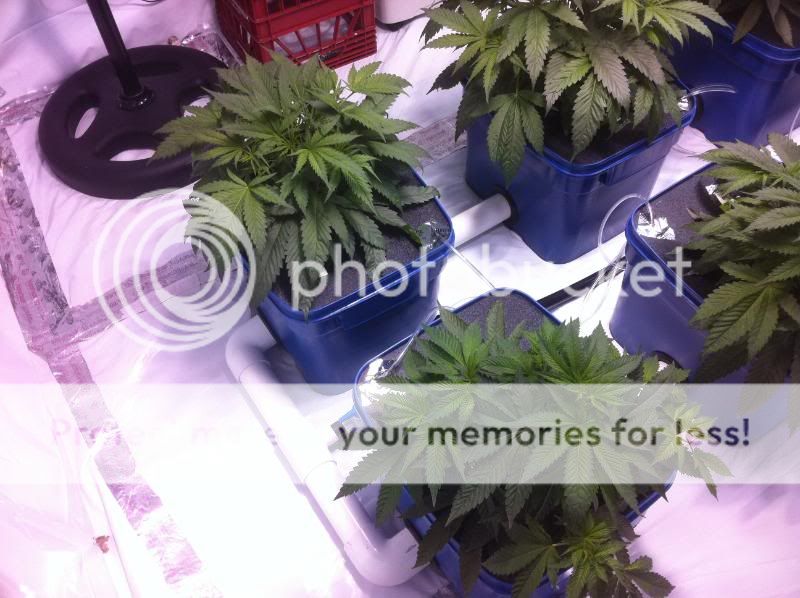 plant3s.jpg