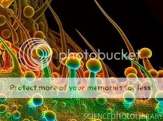SPL_E_B745432-Cannabis_leaf_surface.jpg